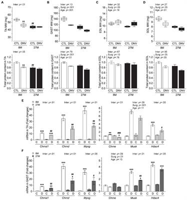 Aging Does Not Exacerbate Muscle Loss During Denervation and Lends Unique Muscle-Specific Atrophy Resistance With Akt Activation